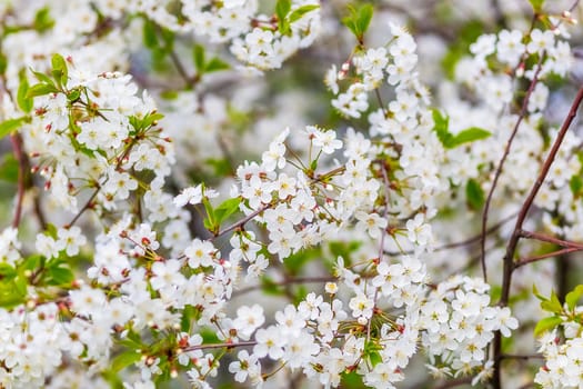 Blossoming decorative cherry branch with buds and flowers, focus on the foreground, blurred background, selective focus.