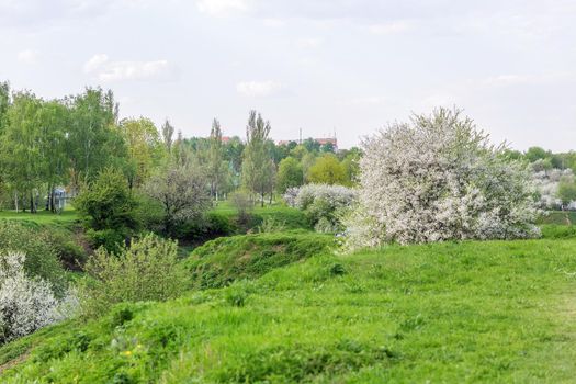 Blooming cherry and apple orchards on the hills in the city park in spring in May.