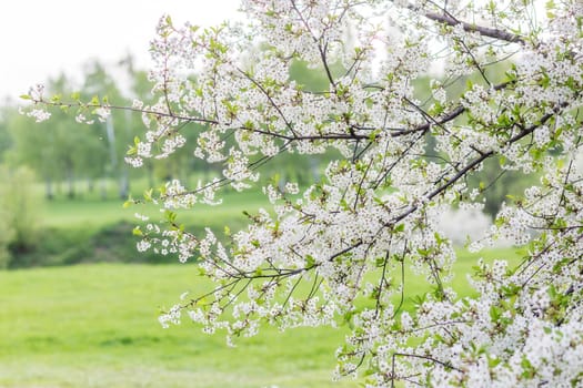 Blossoming decorative cherry branch with buds and flowers, focus on the foreground, blurred background, selective focus.