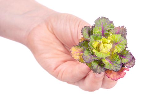 Fresh healthy Sproud flower in woman hand, isolate on white background.