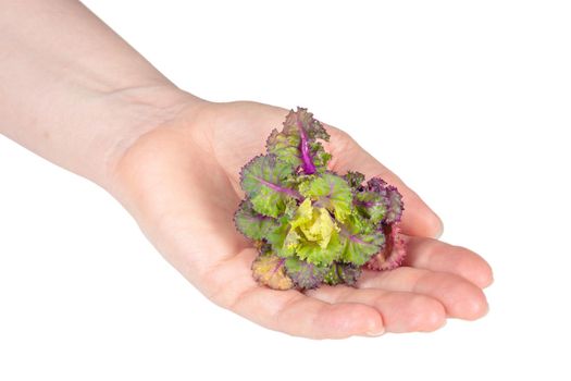 Fresh healthy Sproud flower in woman hand, isolate on white background.