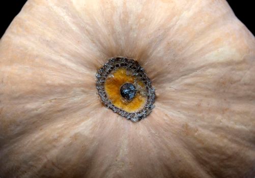 Ripe pumpkin close-up on a black background.