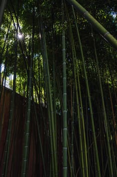 Bamboo forest located in Uskudar district in Istanbul, Turkey at the Asian side of the Bosphorus in Istanbul, Turkey.