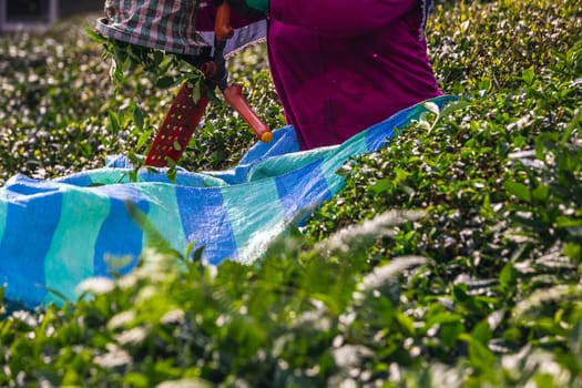 Tea harvest near Karadeniz, Turkey. Endless nature with mountains and hills. Tea plantations and people harvesting crops in Rize, Turkey.