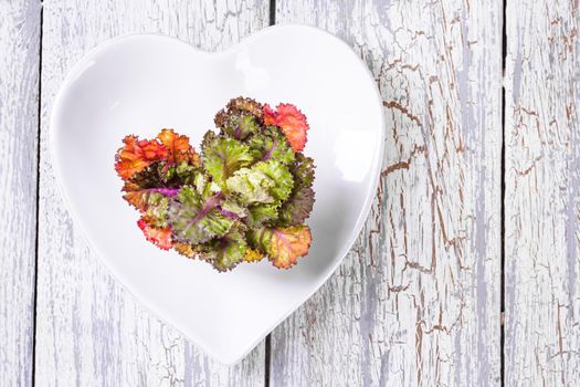 Fresh, healthy, colourfull Kalettes flower sprout on a wooden background.