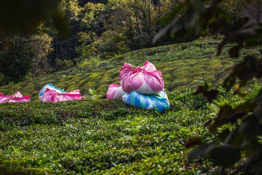 Tea harvest near Karadeniz, Turkey. Endless nature with mountains and hills. Tea plantations and people harvesting crops in Rize, Turkey.