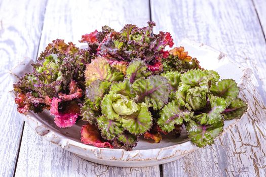 Fresh, healthy, colourfull Kalettes flower sprout on a wooden background.