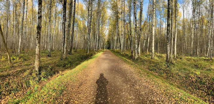 Panorama of first days of autumn in a park, long shadows, blue sky, Buds of trees, Trunks of birches, sunny day, path in the woods, yellow leafs, perspective