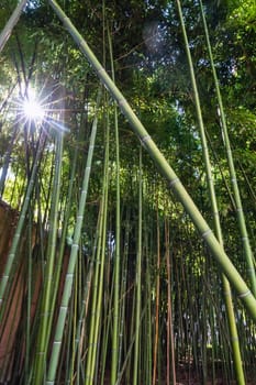 Bamboo forest at the Beylerbeyi Palace, located in the Beylerbeyi neighbourhood of Uskudar district in Istanbul, Turkey at the Asian side of the Bosphorus in Istanbul, Turkey.