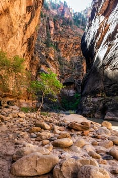 Rough river crossing at the Zion Narrows, narrow of the Virgin River, steep faces of Zion Canyon, Zion National Park, Utah, USA.