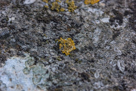 stone covered with dry and dead moss in spain