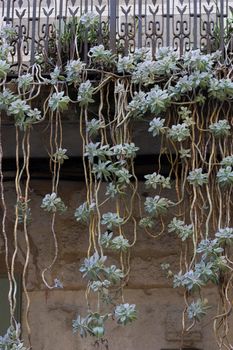 Plants hanging from a balcony in Girona in Spain