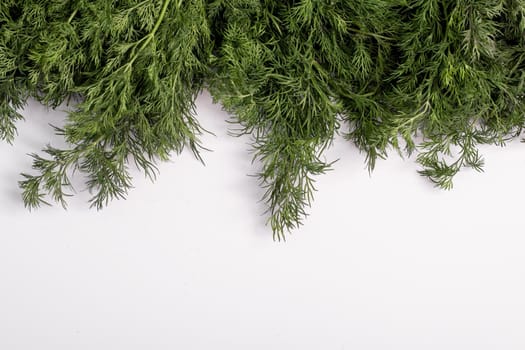 green dill on a white background. copy space. Banner