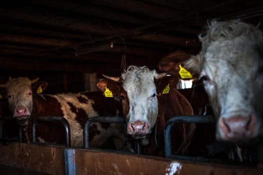 cows in a barn on a rural farm.