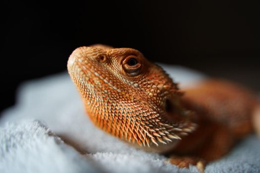 Macro photograph of a beautiful orange coloured young bearded dragon with selective focus.