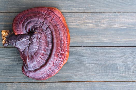 Close up of Ling zhi mushroom, Ganoderma lucidum mushroom on wood table