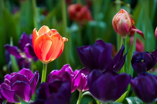 Close up red and purple tulips blooming in the flower garden