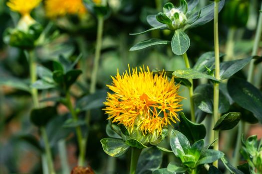 Safflower (Carthamus tinctorius,False saffron) has begun to bloom and buds of Safflowers plant