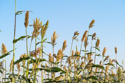 Millet or Sorghum an important cereal crop in field, Sorghum a widely cultivated cereal native to warm regions. It is a major source of grain and of feed for livestock