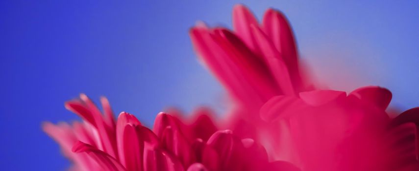 Pink daisy flowers on blue background, floral backdrop and beauty in nature closeup
