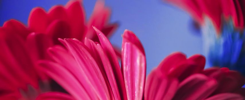 Pink daisy flowers on blue background, floral backdrop and beauty in nature closeup