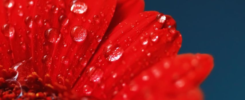 Red daisy flower petals and morning dew drops, floral background and beauty in nature closeup