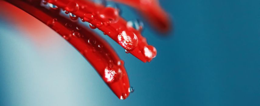 Red daisy flower petals and morning dew drops, floral background and beauty in nature closeup