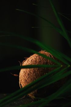 Coconut and green exotic leaf on dark background, food and nature closeup