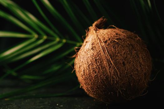 Coconut and green exotic leaf on dark background, food and nature closeup