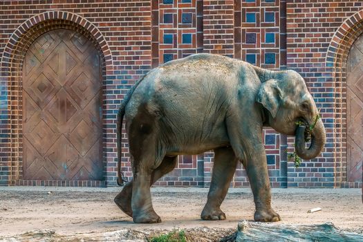 an indian elephant is enjoying the exercise in Leipzig zoo