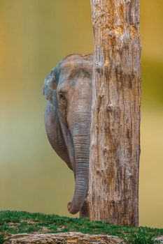 an Indian elephant is hiding behind a tree