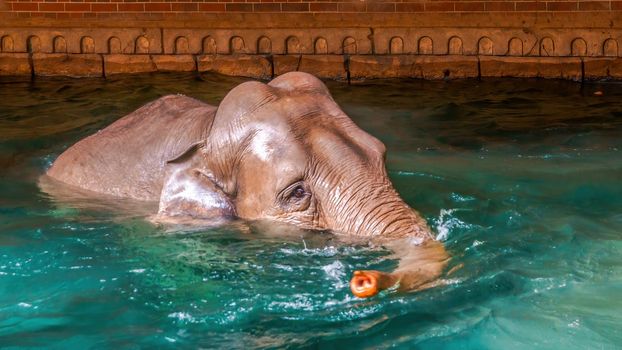 an indian elephant enjoys the clear water at Leipzig zoo