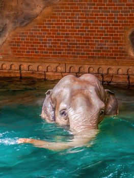 an indian elephant enjoys the clear water at Leipzig zoo