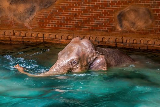 an indian elephant enjoys the clear water at Leipzig zoo