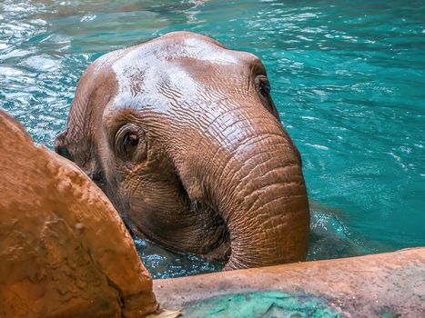 an indian elephant enjoys the clear water at Leipzig zoo