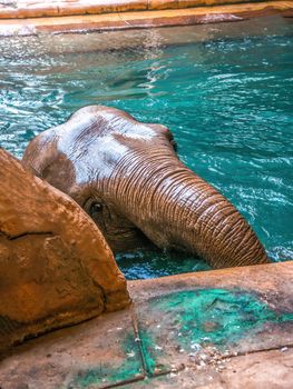 an indian elephant enjoys the clear water at Leipzig zoo