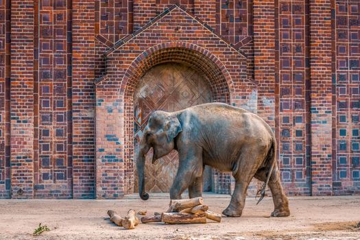 an indian elephant is enjoying the exercise in Leipzig zoo