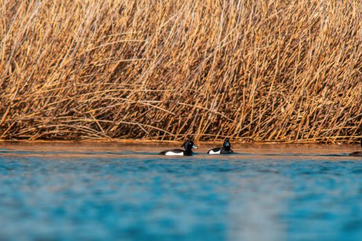 tufted duck swims on a pond