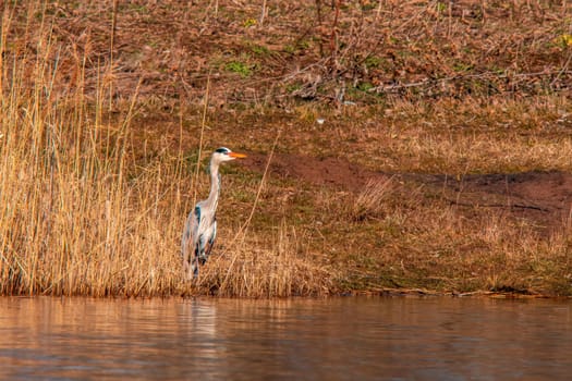 gray heron stands by a lake and keeps an eye out for fish