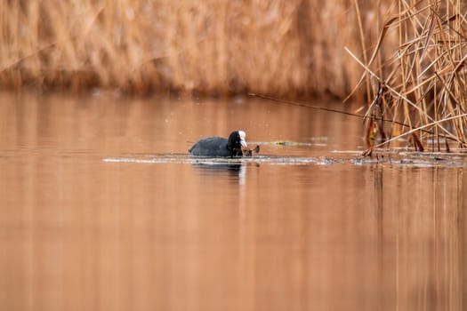 Eurasian coot swims on a pond