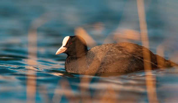 Eurasian coot swims on a pond