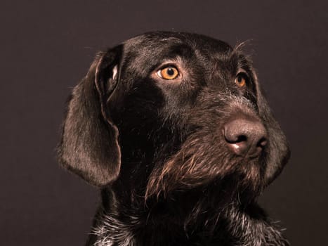 Portrait of a dog thoroughbred German wire hair, brown, hard-haired. High quality photo