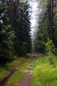 Road through a beautiful forest after rain
