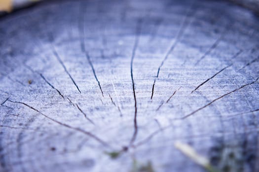 Rings from the trunk of a cut tree. Copy space