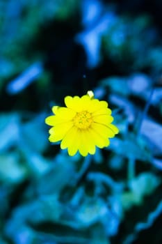 Set of yellow daisies on the grass. No people