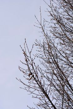 Pyramid hornbeam branches with buds - Latin name - Carpinus betulus Fastiegata