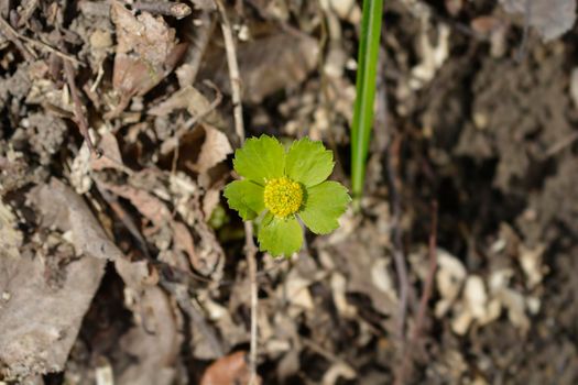 Dwarf masterwort flower - Latin name - Hacquetia epipactis