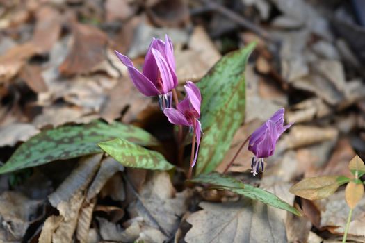 Dogs tooth violet flower - Latin name - Erythronium dens-canis