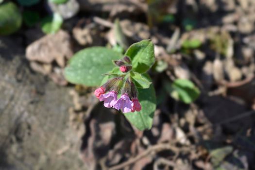 Common lungwort - Latin name - Pulmonaria officinalis