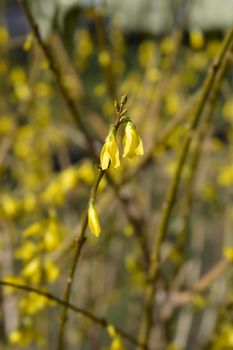 Weeping forsythia yellow flowers - Latin name - Forsythia suspensa